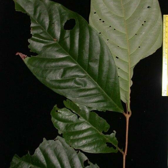 Salacia Multiflora