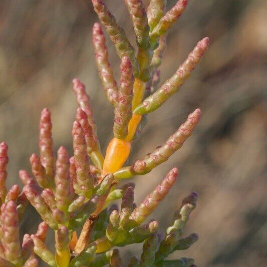 Salicornia Disarticulata