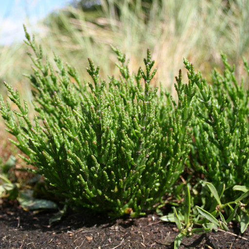 Salicornia Europaea