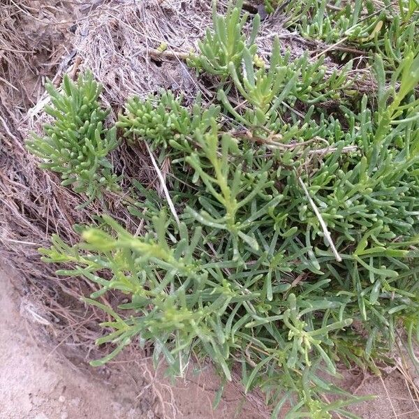 Salicornia Patula