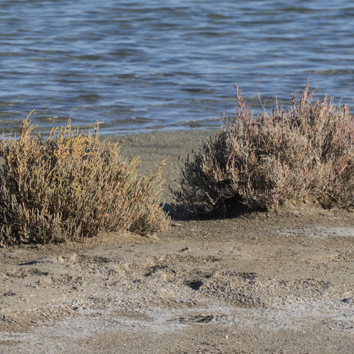 Salicornia Perennis