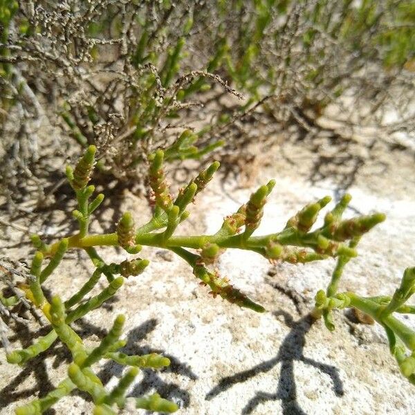 Salicornia Subterminalis