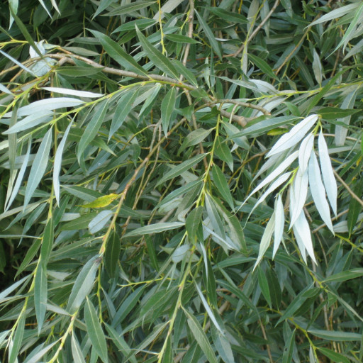 Salix Alba