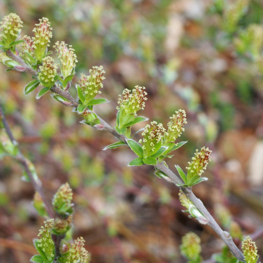 Salix Alpina
