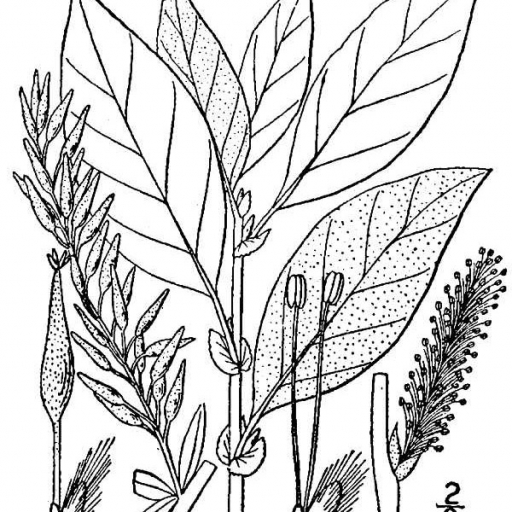 Salix Bebbiana