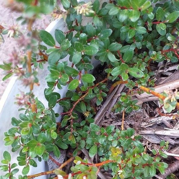 Salix × Finnmarchica
