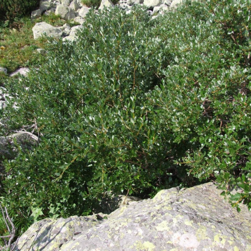 Salix Helvetica