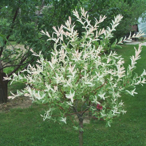 Salix Integra