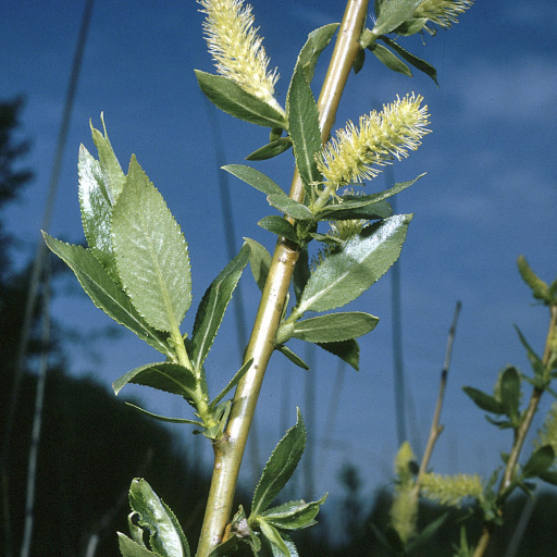 Salix Lucida