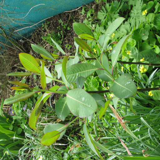 Salix Magnifica