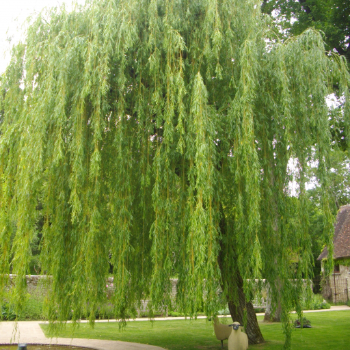 Salix × Pendulina
