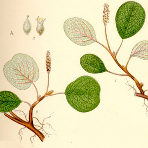 Salix Reticulata