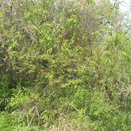 Salix Udensis