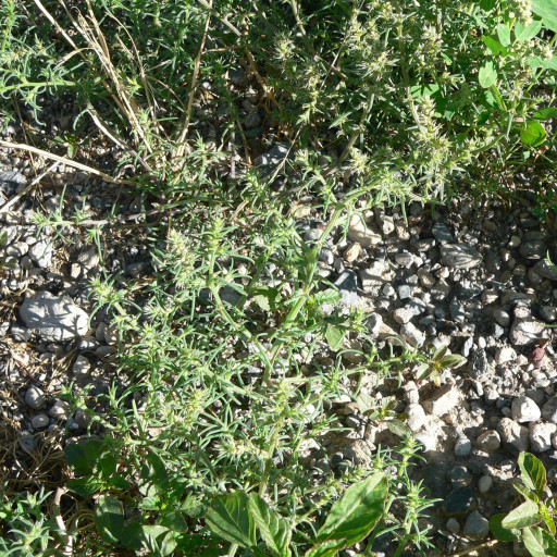 Salsola Tragus