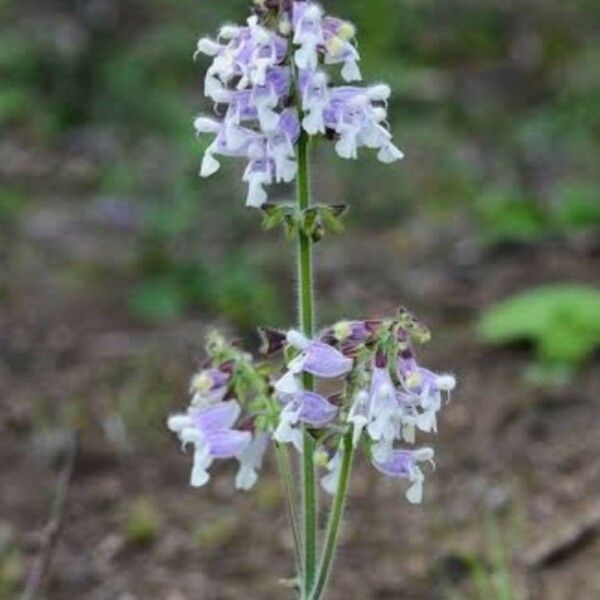 Salvia Aerea