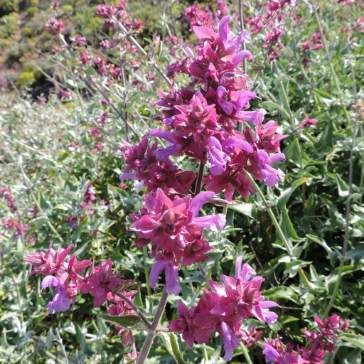 Salvia Canariensis