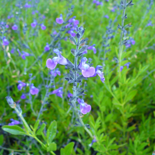 Salvia Coahuilensis