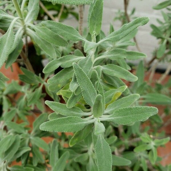 Salvia Coulteri