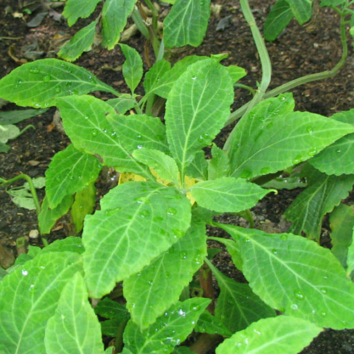 Salvia Divinorum