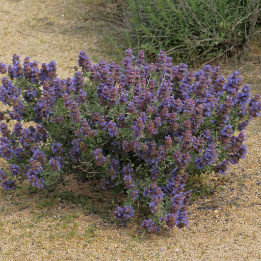 Salvia Dorrii