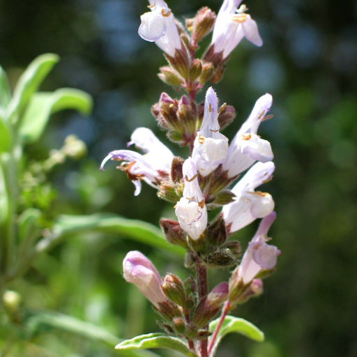 Salvia Fruticosa