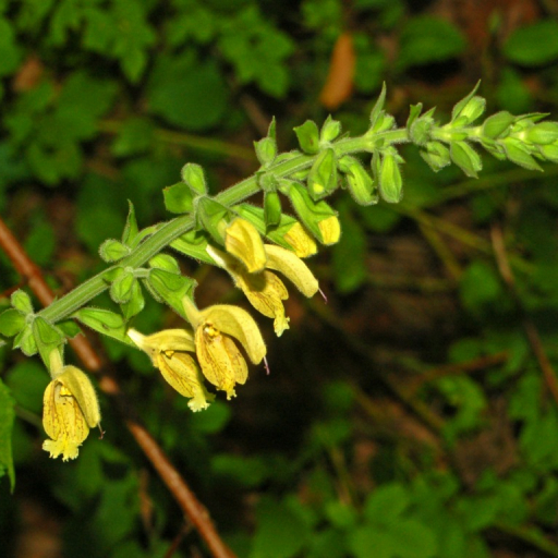 Salvia Glutinosa