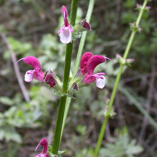 Salvia Hierosolymitana