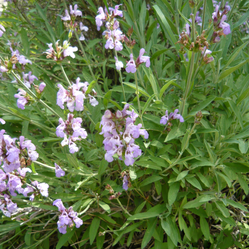 Salvia Lavandulifolia