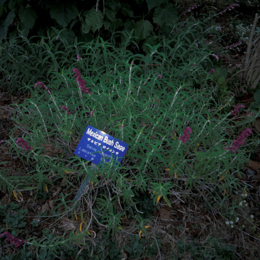 Mexican Bush Sage