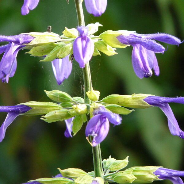 Salvia Mexicana