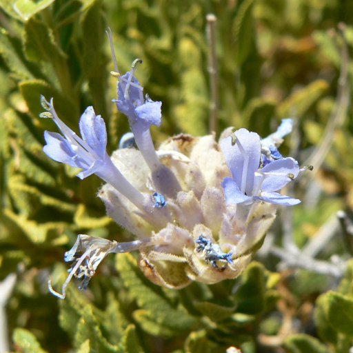 Salvia Mohavensis
