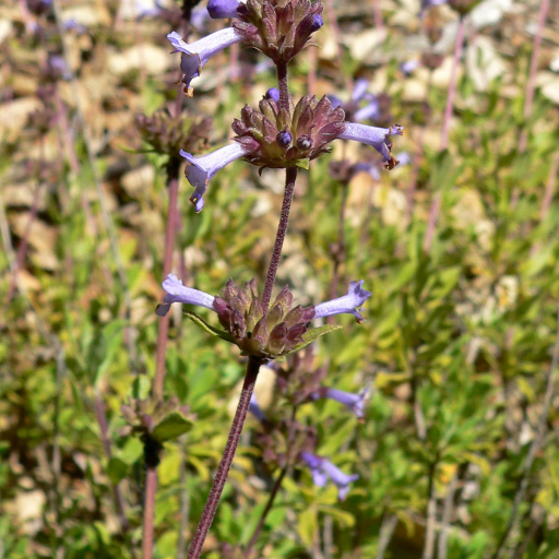 Salvia Munzii