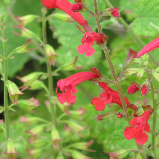 Salvia Roemeriana