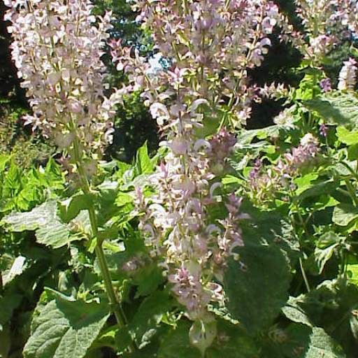 Salvia Sclarea