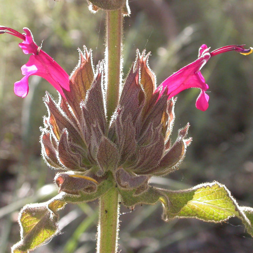 Salvia Spathacea