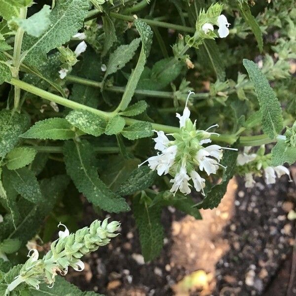 Salvia × Sylvestris