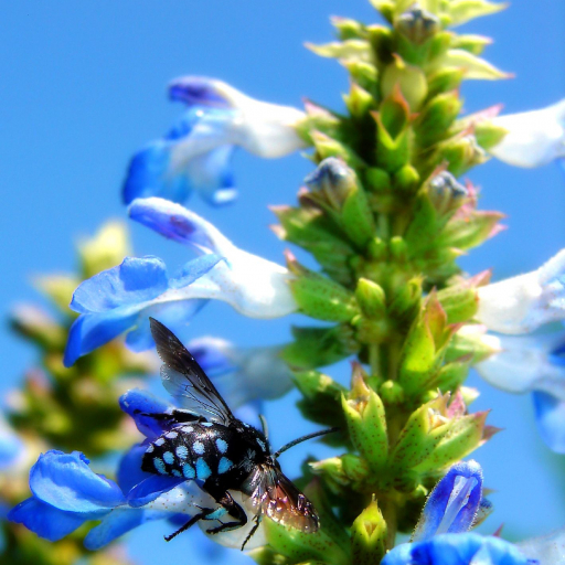 Salvia Uliginosa