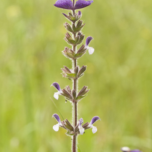 Salvia Viridis