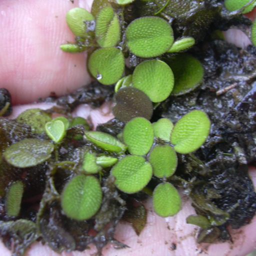 Water Spangles Salvinia Minima Plant Care How To Grow Water Water Spangles Salvinia Minima Plant Care How To Grow Water