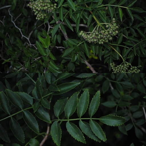 Sambucus Australis