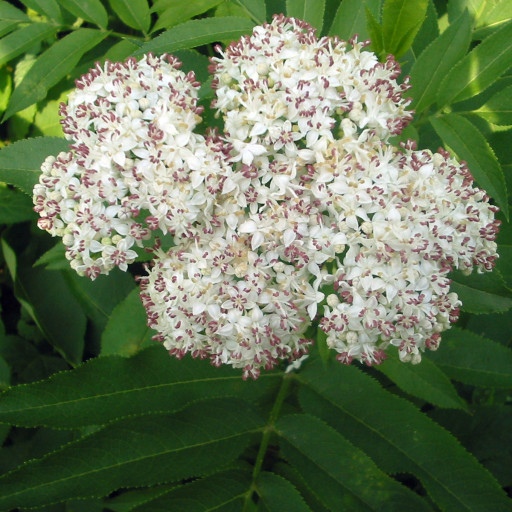 Sambucus Ebulus