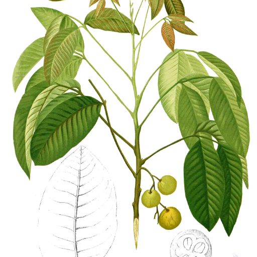 Sandoricum Koetjape