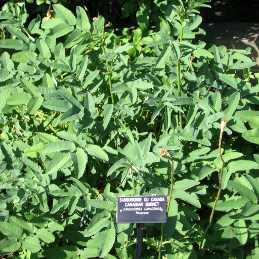 Sanguisorba Canadensis