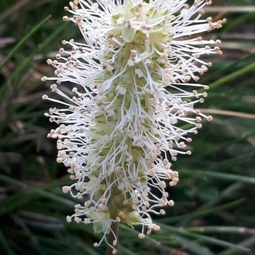 Sanguisorba Dodecandra