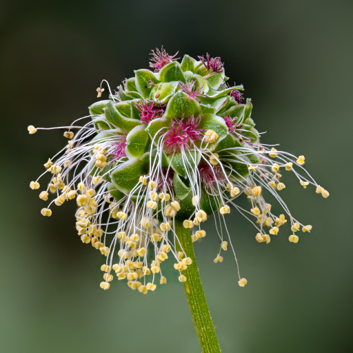 Sanguisorba Minor