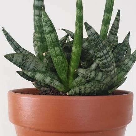 Sansevieria Ballyi