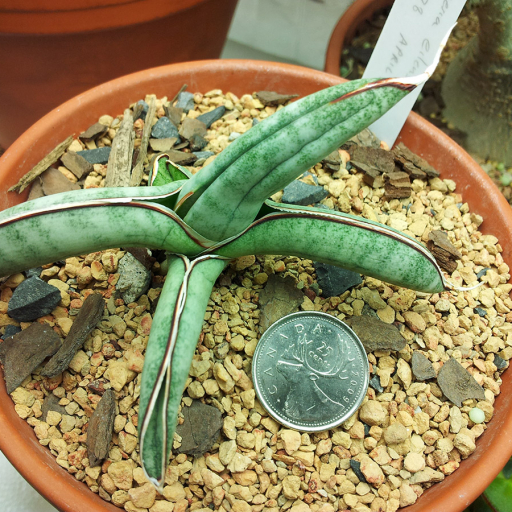 Sansevieria Eilensis