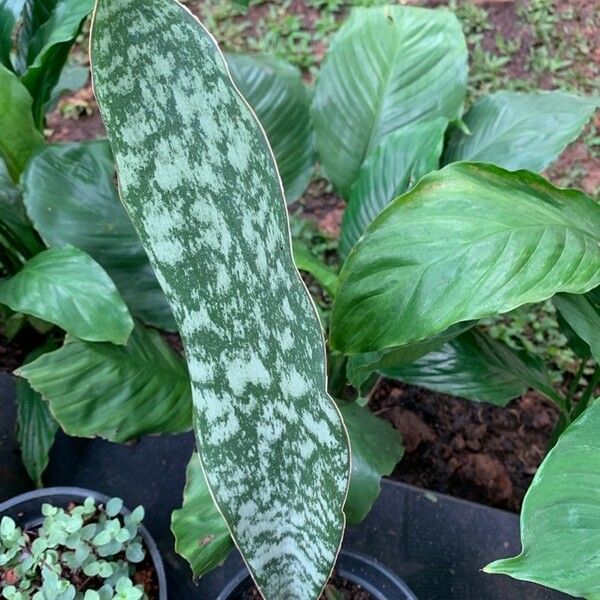 Sansevieria Hyacinthoides