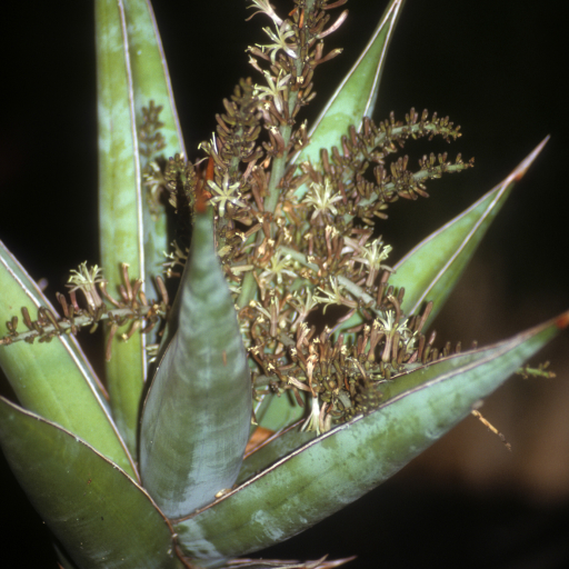 Sansevieria Pinguicula