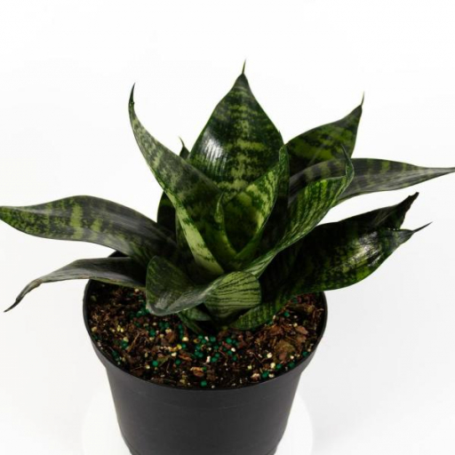 Sansevieria Zeylanica